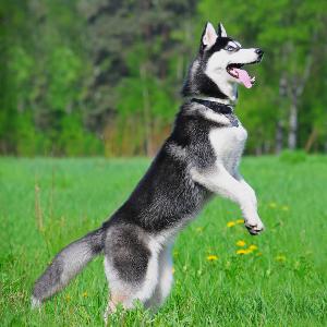 The breed is believed to have started with the Chukchi tribe of Siberia, though various other tribes are occasionally credited with its development.