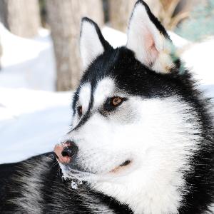 The Siberian Husky found its way to America in 1909 and since that time the popularity of the breed has grown significantly.