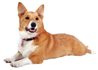 Chapter 1 What Is a Pembroke Welsh Corgi? The Pembroke Welsh Corgi is a small but tough little dog. He s surprisingly heavy for his size and has sturdy bones and strong muscles.