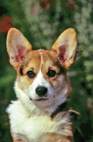 Chapter 1 What Is a Pembroke Welsh Corgi? 13 very smart dogs, interested in the world around them, and of course, in their special humans.