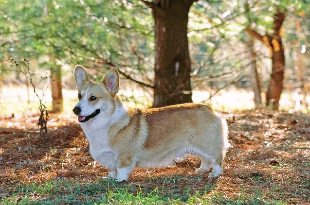 Chapter 1 What Is a Pembroke Welsh Corgi? 15 The ideal Corgi has a level topline. hampered their activities. While taillessness is a genetic factor, it is not due to a defective gene.