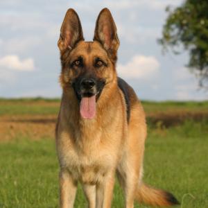 German Shepherds were used as German police and military dogs during World Wars I and II.