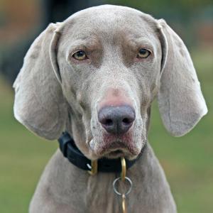 It wasn t until the 1950 s that the German government finally allowed a pair of Weimaraners to be brought to America, though some reports show exports of