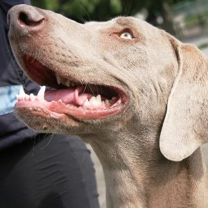 The Weimaraner was recognized by the American Kennel Club in 1943 and has become very popular as a sportsman s dog and as a family pet.