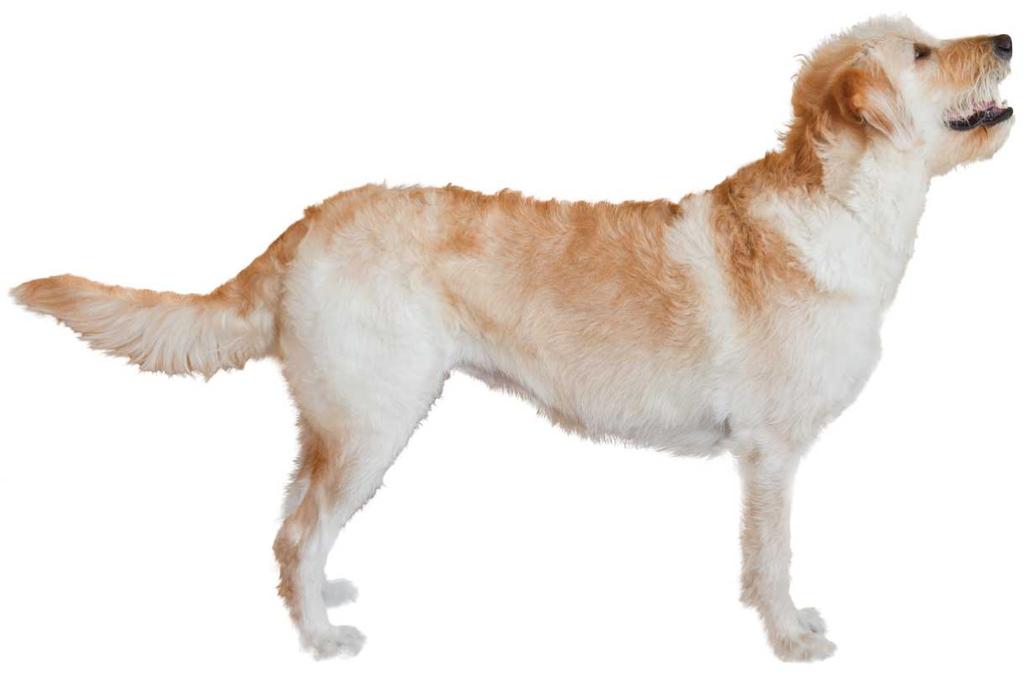 HOW ARE KEY PHYSICAL TRAITS INHERITED? THE INFLUENCE OF BREEDS ON APPEARANCE This report reveals the breeds detected in your dog s DNA.