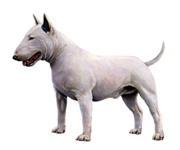 While it is difficult to identify strong breed signals in this mixed portion, the 5 breeds with the strongest statistical