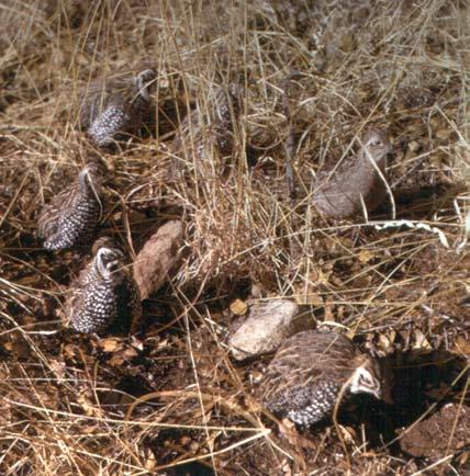 Montezuma Quail in Arizona/AGFD migrations in response to weather conditions.