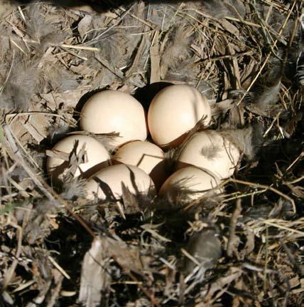 Mountain Quail nest in Oregon/Richard Vetter winter captured in southwestern Oregon averaged between 8.8 ounces and 9.2 ounces (250 260 g) in length. Adults average between 10.6 and 11.