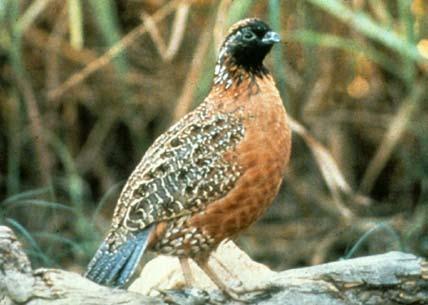 2006). Bobwhites have been described as inhabiting grassy plains, river valleys and foothills in the lower Sonoran zone but not brushy canyons (Grinnell 1884, Van Rosem 1945, Brown and Ellis 1977).