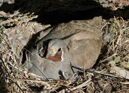 Executive Summary Mountain Quail on nest in Oregon/Richard Vetter T he Western Quail Conservation Plan was created to provide range-wide and Bird Conservation Region (BCR) assessments of western