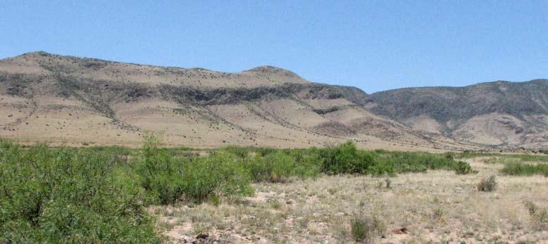 Gambel s Quail habitat in New Mexico/Larry Kamees, NMDGF Manage grazed lands in Montezuma quail habitat to provide greater than 50 percent canopy cover of grass heights from 8 to 20 inches (20.3 50.