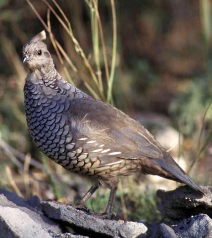 considerations for habitat connectivity and adequate patch size. Work with county and city zoning boards and land-management agencies to ensure lands remain open to quail hunting.