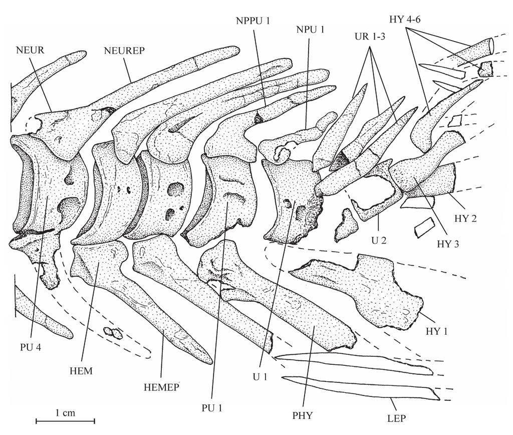296 L. Taverne Figure 10. Chanopsis lombardi Casier, 1961. Vertebrae and ribs. (A) one of the first vertebrae (MRAC RG 13.