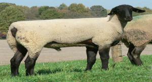 They popular are easy due lambers, to their good hardiness, milkers feed possess efficiency excellent lamb disposition. vigor. Simmental: Charolais Columbia: These were developed from a Lincoln ram A.
