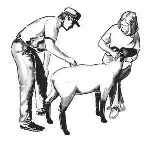 8. Always be courteous in the show ring. 9. Never: a. move to the right hand side of your lamb; b. turn your lamb in a counter-clockwise fashion; c. pet your lamb; d.