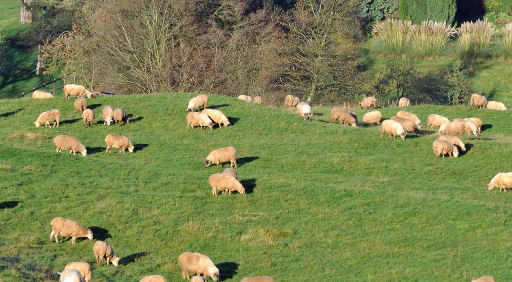 New EBV for ewe longevity COMPLETED AHDB Beef & Lamb funded a team at SRUC to develop a new estimated breeding value (EBV) for ewe longevity, expressing the expected age of a ewe at her last lambing.
