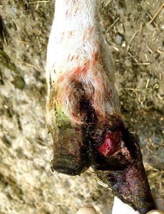 However, between 35 53% of farms in England and Wales report contagious ovine digital dermatitis (CODD) as a major cause of lameness.