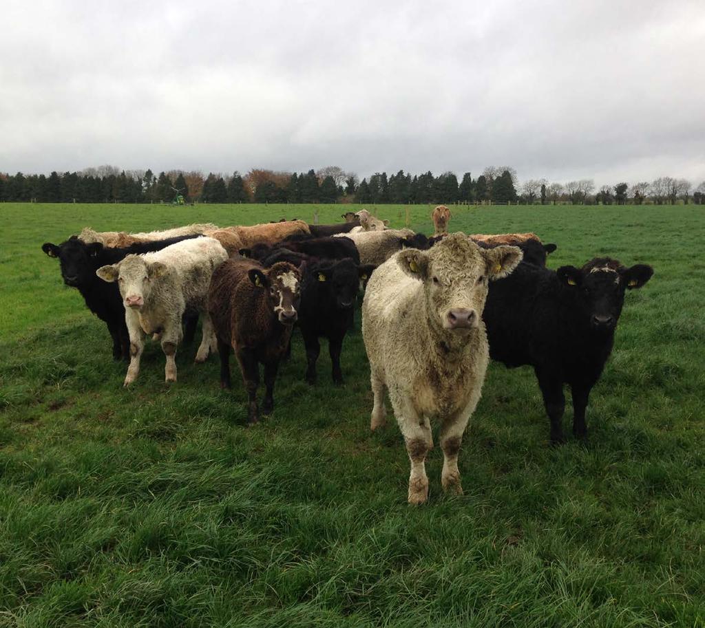 Developing grazing systems for beef producers The two-year Beef from Grass project aims to highlight the potential of grass and forage for beef cattle production and will provide practical guidance
