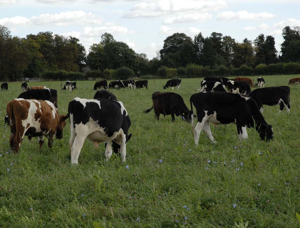 Beef systems on arable units A joint project between AHDB Beef & Lamb and ADAS RSK is currently investigating the concept of integrating beef production into arable cropping systems.