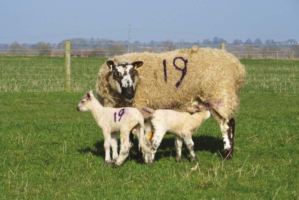 More analysis to do on the Sheep KPI project The Sheep KPI project, led by independent consultant Lesley Stubbings, Nerys Wright from AHDB Beef & Lamb and researchers from the University of