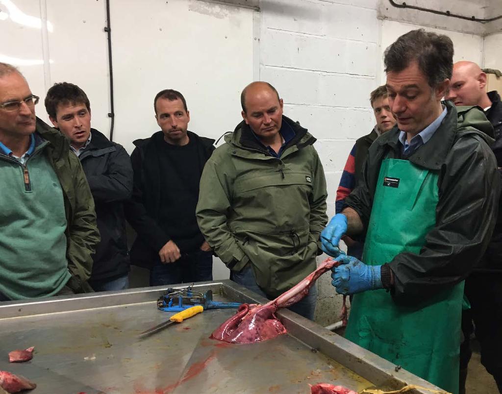 Developing Sheep Expertise AHDB Beef & Lamb has brought together 16 consultants, advisers and vets for the first Developing Sheep Expertise group.