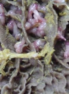 Assessing parasite burdens in beef carcases COMPLETED The aim of this study was to assess the level of parasite infection in commercial beef cattle by inspecting carcases from one abattoir at