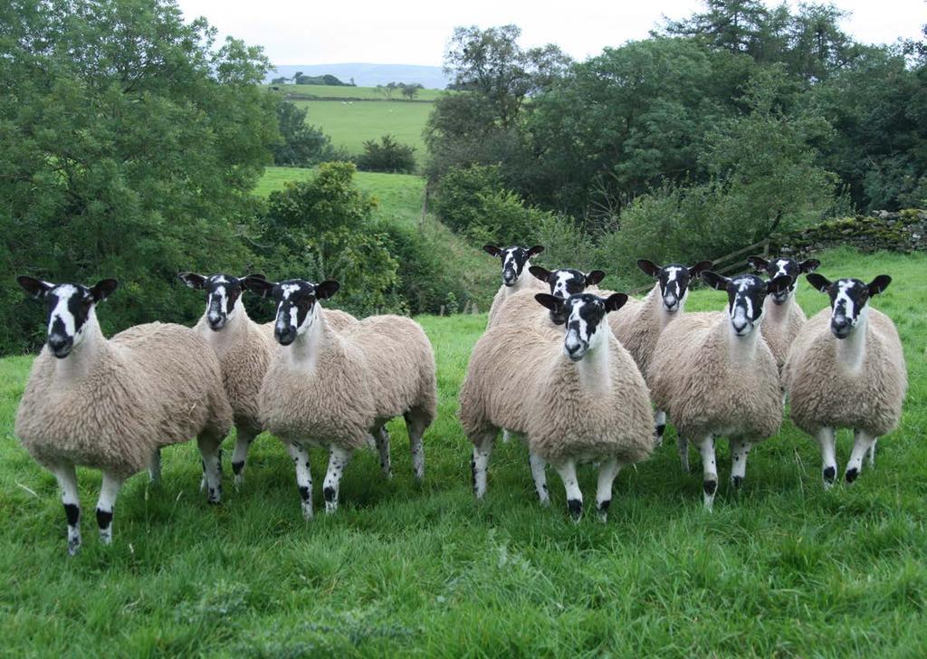 Closer to a new test for screening ewes for OPA COMPLETED OPA is an infectious lung tumour of sheep caused by Jaagsiekte sheep retrovirus (JSRV).