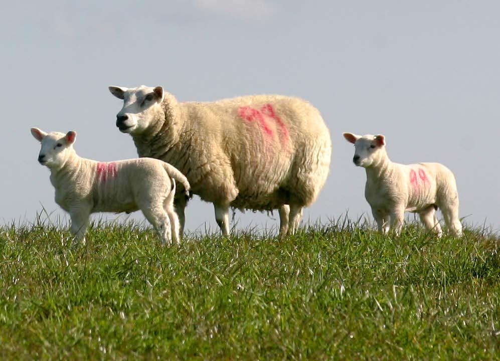 Protein requirement of ewes COMPLETED A series of projects over the last three years at Harper Adams University and SRUC have shown that ewes only respond to additional metabolisable protein (MP) in