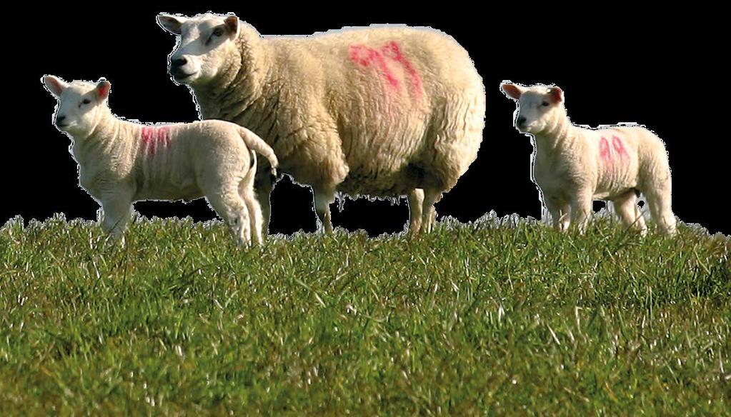 It was initially thought that MP requirements for terminal sire-mated, prolific ewes was likely to be 20 30% greater than industry estimates, largely due to increased lamb birth weight and milk