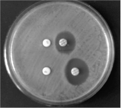 howing the six phenotypes observed during Cd induction testing of.aureus by disk diffusion. Ery (15 μg) and Cd (2 μg) disks. FIGUE 2. Inducible clindamycine resistance expressed by.