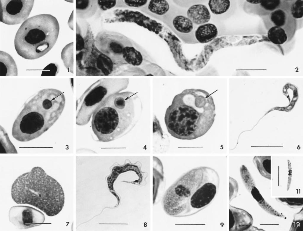 154 THE JOURNAL OF PARASITOLOGY, VOL. 87, NO. 1, FEBRUARY 2001 FIGURES 1 11.