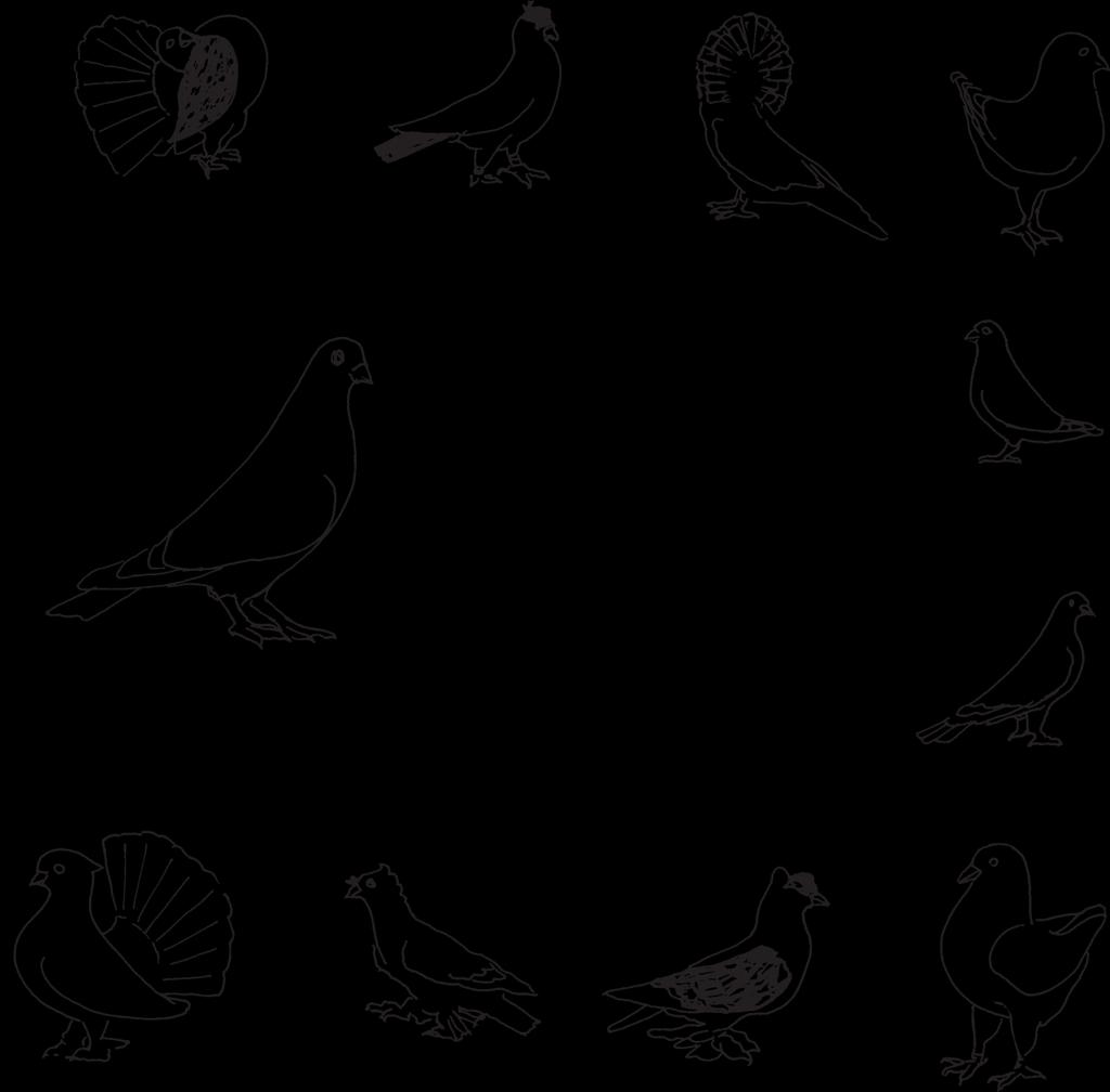 PIGEON BREEDS AND VARIETIES POULTRY, LEVEL II Pigeon Breeds Guide Match the name of the pigeon breed with the matching picture
