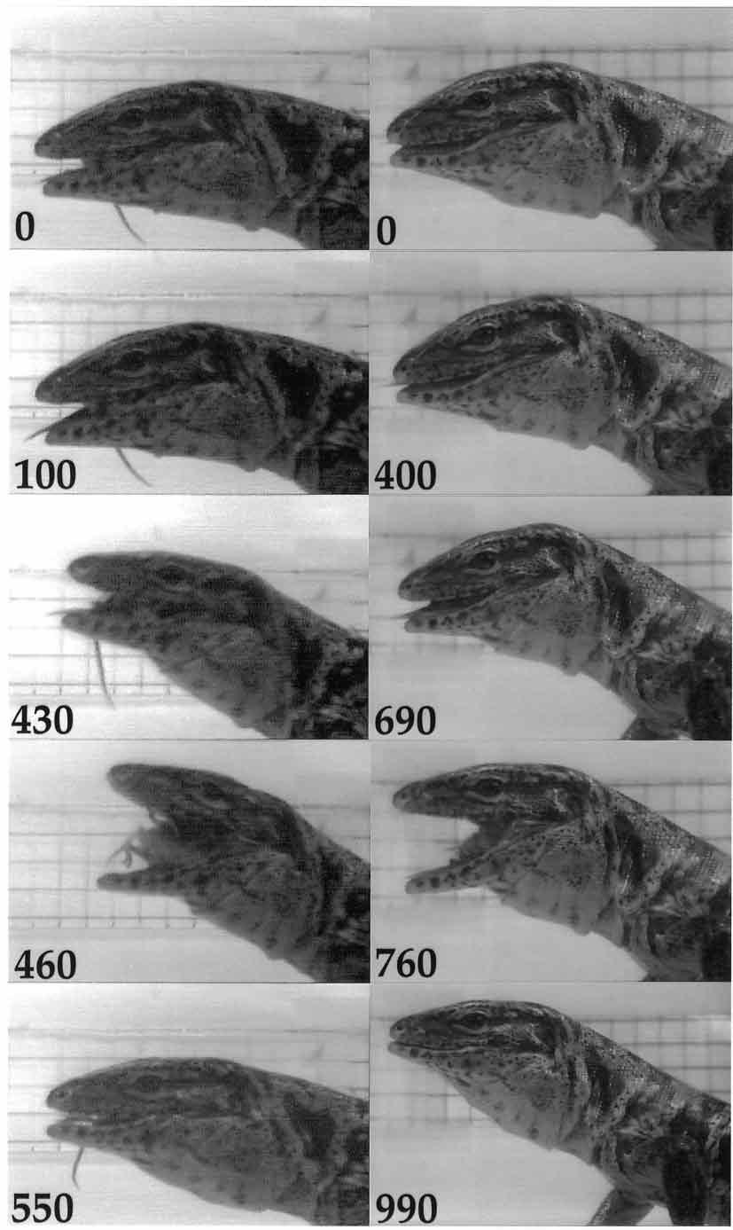 Kinematics of prey transport in lizards 795 Fig. 3.