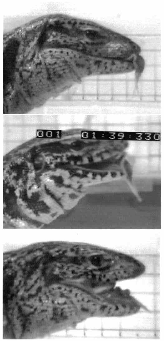 Kinematics of prey transport in lizards 799 Fig. 7. Anterior tongue wrinkling in tegus.
