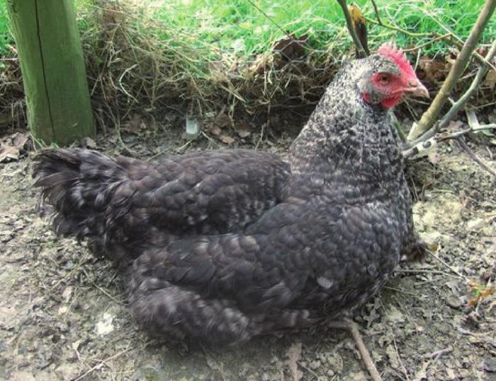Chickens are a major source of histamonosis infection for