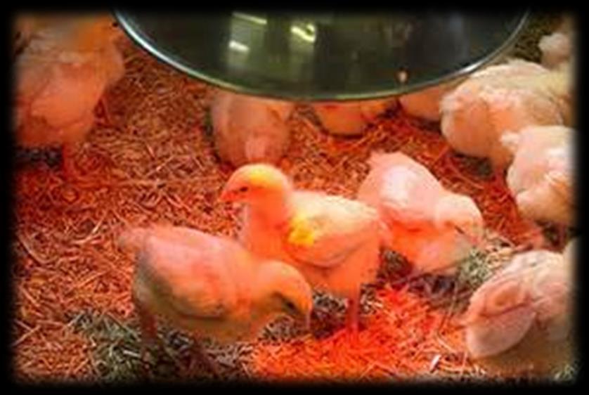 HEAT SOURCE If chicks bunch under the heat source they are too cold. Lower the light.