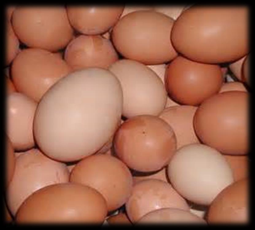 EGGS Eggs should be collected each day to ensure cleaner eggs.