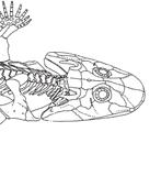 2.3 Three Hypotheses for the Origin of Extant Amphibians 29 (A) Eusthenopteron (B) Panderichthyes (C) Tiktaalik (D) Acanthostega (E) Ichthyostega Fibula Tibia Femur Humerus Radius Ulna Figure 2.