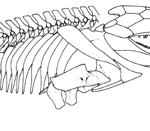 The debate centers around whether caecilians, frogs, and salamanders are derived from one or both of two early tetrapod lineages, temnospondyls and lepospondyls (Figure 2.9).