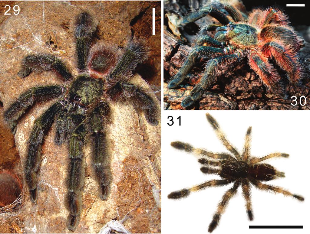 Revista Mexicana de Biodiversidad 85: 728-735, 2014 DOI: 10.7550/rmb.44597 733 Figures 29-31. Psalmopoeus victori sp. nov. habitus. 29, male; 30, female; 31, spiderling. Scale= 10mm (29-31).