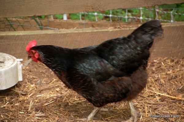 Red Rooster. The cockerels have a white spot on their heads. Red Stars and Golden Comets are two other breeds that are bred for this reason and for increased egg production.