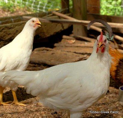 As your chicks develop, you may begin to notice some differences in the growth and characteristics showing up. The cockerels will often hold themselves differently, in a more upright stance.