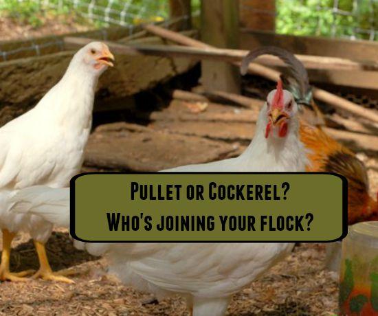 This post appeared first on Backyard Poultry Magazine.