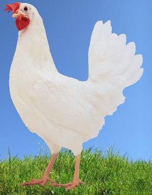 WHITE LEGHORN The White Leghorn is a modern White Leghorn hybrid. She is a highly productive bird laying white eggs of top quality and remarkable shell strength. Average body weight at 18 weeks: 1.