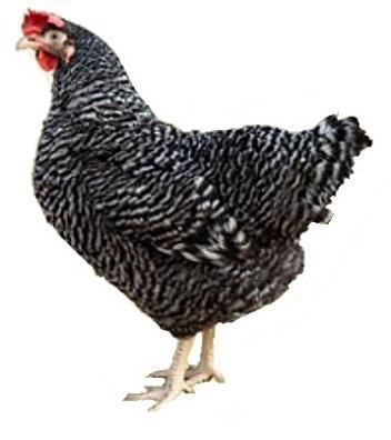 Barred Rock Piggott s Barred Rock is a reverse cross of the Rhode Rock, giving a bird of attractive appearance and