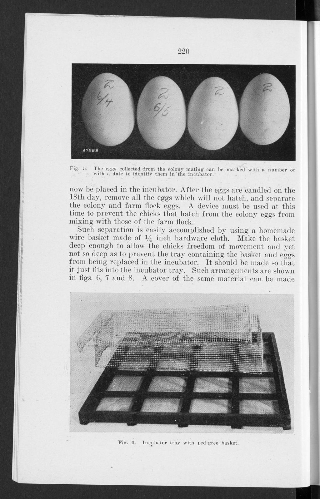 Bulletin, Vol. 22 [1928], No. 258, Art. 1 220 Fig. 5. The eggs collected drom. the colony mating can he marked with a number or with a date to identify them in'the incubator.