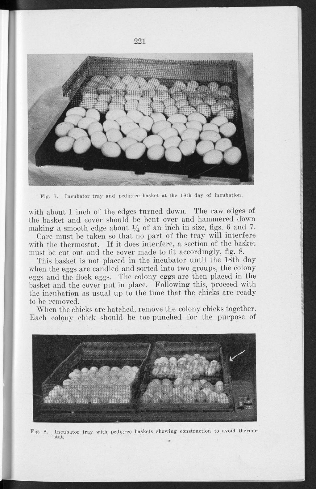 Knox: A simple linebreeding program for poultry breeders 221 Fig. 7. Incubator tray and pedigree basket at the 18th day of incubation. with about 1 inch of the edges turned down.