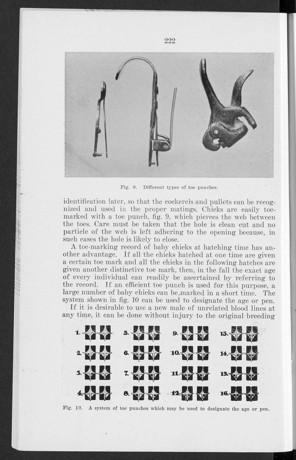 Bulletin, Vol. 22 [1928], No. 258, Art. 1 222 Fig. 9. Different types of toe punches. identification later, so that the cockerels and pullets can be recognized and used in the proper matings.