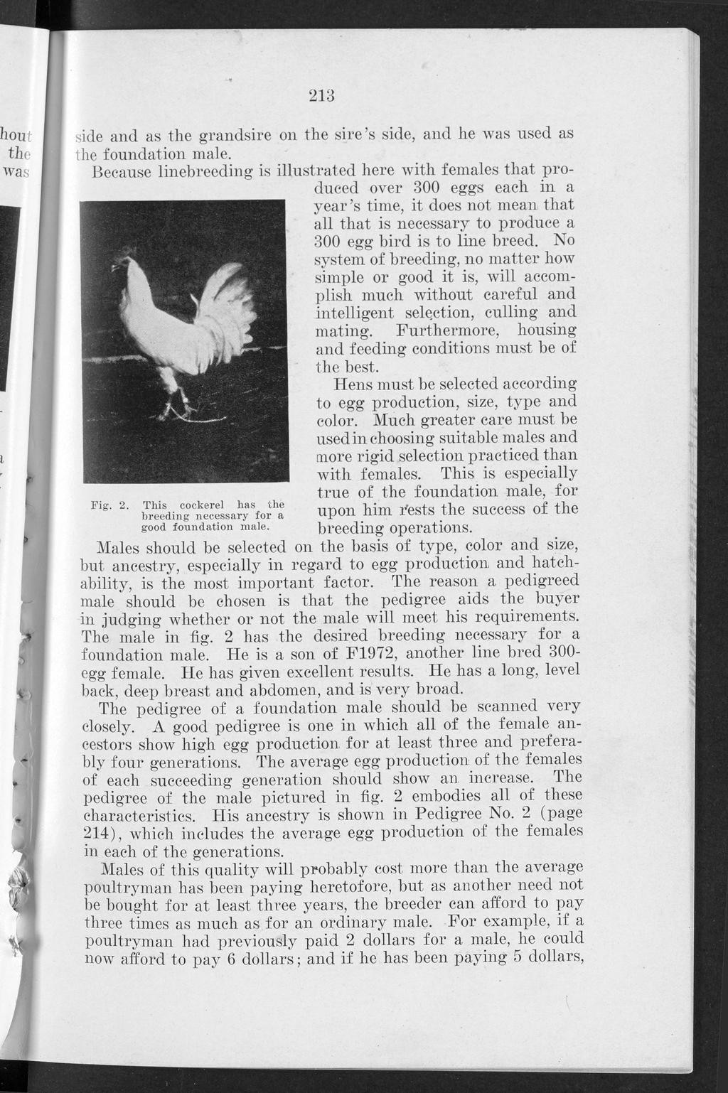 Knox: A simple linebreeding program for poultry breeders 213 side and as the grandsire on the sire s side, and he was used as the foundation male.