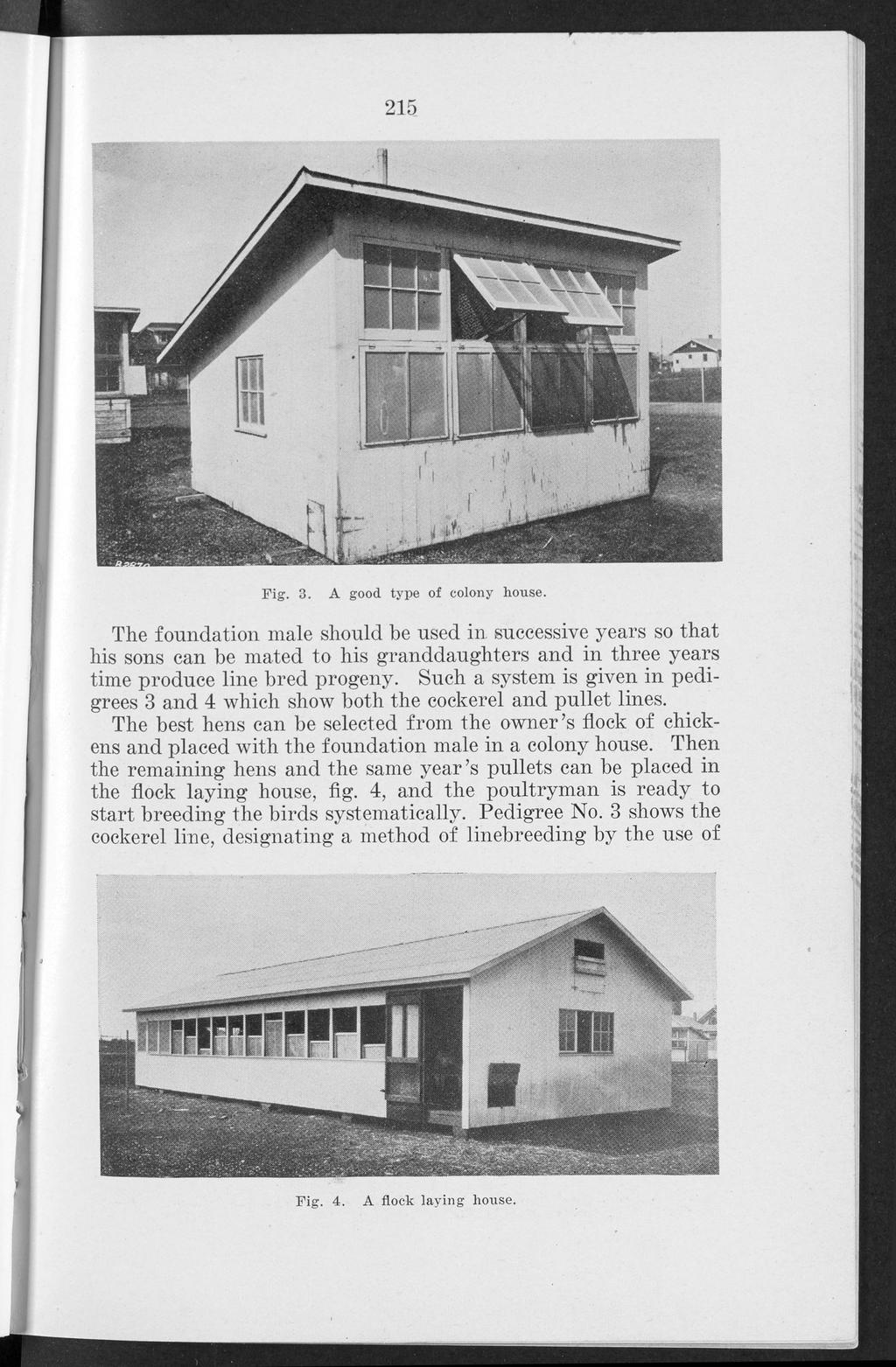 Knox: A simple linebreeding program for poultry breeders 215 Fig. 3. A good type of colony house.